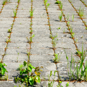 Graupflege - Unkrautentfernung auf befestigten Flächen
