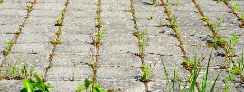 Graupflege - Unkrautentfernung auf befestigten Flächen